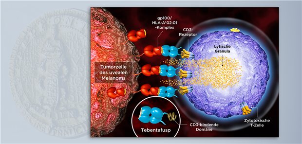Tebentafusp ist ein bispezifisches Fusionsprotein, das T-Zellen unabhängig von ihrer Spezifität zu Melanomzellen lenkt und über die Ausbildung einer immunologischen Synapse die Lyse der gebundenen Tumorzelle induziert.