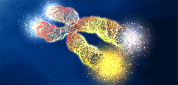 Telomere: Mit der Zeit werden die genetischen“ Schutzkappen“ der Chromosomen kürzer und die Menschen altern.