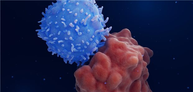 Eine T-Zelle attackiert eine Leukämiezelle.