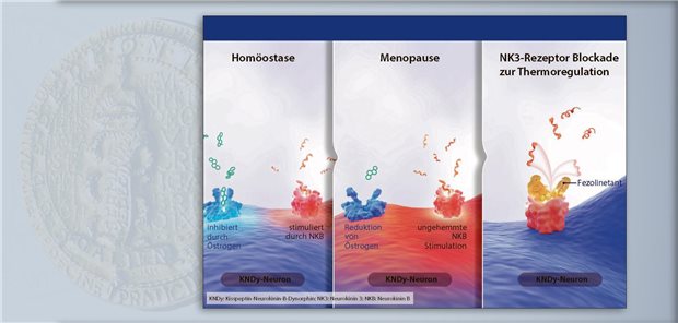 Thermoregulation dort, wo sie entsteht: Der NK3-Rezeptorantagonist Fezolinetant wirkt im Hypothalamus an den KNDy-Neuronen und blockiert ihre Hyperaktivierung aufgrund fehlenden Östrogens.