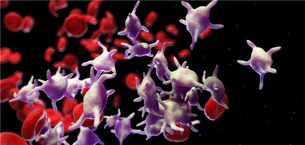 Thrombozyten: In wenigen Tropfen Blut lassen sich mithilfe der Durchflusszytometrie binnen Sekunden Tausende Blutzellen abzählen und deren Aggregation analysieren, berichtet ein Team aus München. (Symbolbild)