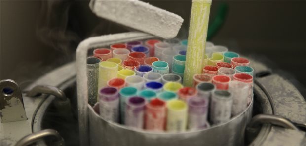 Tiefgekühlte humane Embryonen kurz nach In-vitro-Fertilisation.