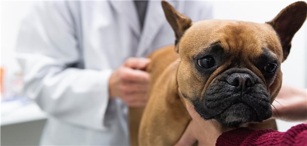 Der „Tierarzt für alle“ hilft ärmeren Franzosen günstiger Ein Hund wird von einem Tierarzt abgetastet.