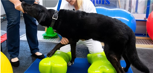 Krankengymnastik für Hund und Katz Tierärztin Barbara Esteve Ratsch behandelt in der Kleintierklinik der Ludwig-Maximilians-Universität im Zentrum für Tiermobilität die Hündin Rosi.