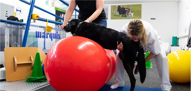 Was macht eigentlich ein Tierphysiotherapeut? Tierärztin Barbara Esteve Ratsch (rechts) behandelt in der Kleintierklinik der Ludwig-Maximilians-Universität zusammen mit Hundehalterin Christine Hirschberger im Zentrum für Tiermobilität Rosi: Die Hündin hat einen Nervenschaden.