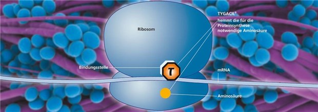 Tygacil® rettet vielen Patienten mit schweren Infektionen das Leben Tigecyclin (T) hemmt die Proteinsynthese von Bakterien. Dazu bindet es an die 30S-Untereinheit der Ribosomen und verhindert, dass sich tRNA-Moleküle anlagern. Proteinketten können nicht mehr wachsen. Grafik /