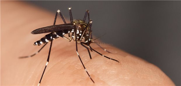 Tigermücke: Von Freiburg bis nach Frankfurt zu finden und auch schon in Berlin gesichtet.