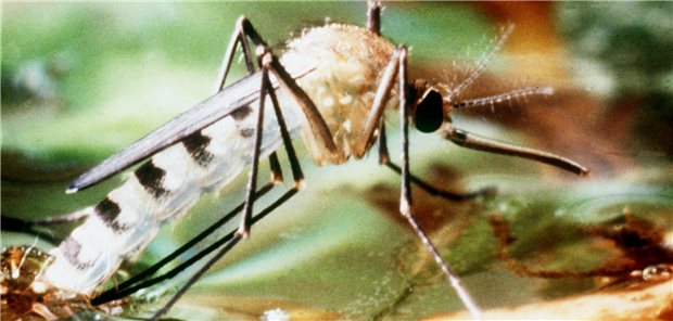 Klimawandel: Krankheitserreger können sich in Deutschland besser ausbreiten Tigermücken können nicht nur Zika-Infektionen verursachen, sondern auch Dengue- und Chikungunya-Viren übertragen. Die Mücken verbreiten sich mittlerweile auch in verschiedenen Gebieten Deutschlands aus.