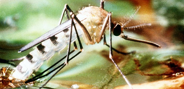 Dengue-Fieber bedroht auch Europa Tigermücken sind die wichtigsten Überträger des Dengue-Fiebers.