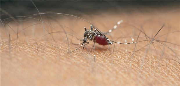 Tigermücken übertragen auch ZIKA-Viren. Auf die Infektion können neurologische Erkrankungen folgen. Ein Team erforscht, wie das zu verhindern sein könnte.