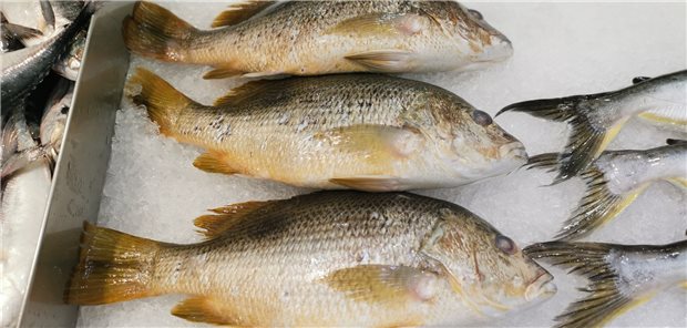 Tilapia-Schuppen, hier noch am Fisch befestigt, haben Vorteile als Hornhautersatz.