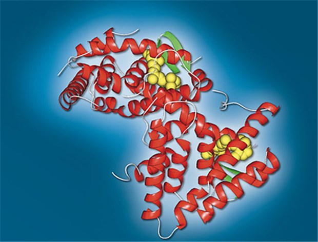 Toctino® (Alitretinoin) lagert sich wie hier Retinoinsäure an den Rezeptor RXR.
