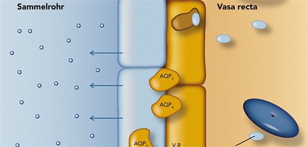 Tolvaptan blockiert selektiv die Vasopressin-2-Rezeptoren (V2R) der Tubulusepithelzellen. Dadurch können Aquaporin-2haltige Vesikel mit der Zellmembran des Sammelrohrs fusionieren, sodass die Aquarese zunimmt.