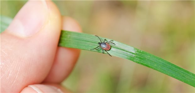 Trägt die Zecke FSME-Erreger in sich? Erste FSME-Risikogebiete gibt es nun auch in Brandenburg und in Nordrhein-Westfalen.
