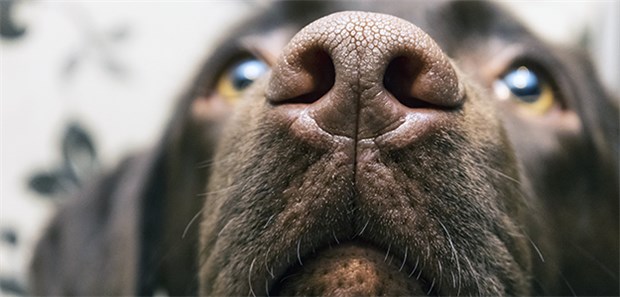 Trainierte Hunde können Blasenkrebs am Urin erriechen. Doch auch die Ionenmobilitätsspektrometrie erbringt offenbar diese Leistung.