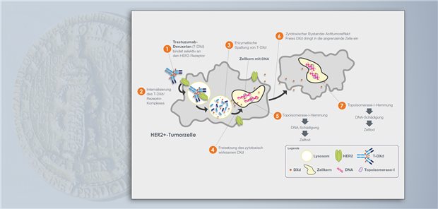 Trastuzumab-Deruxtecan ist ein Antikörper-Wirkstoff-Konjugat, dessen zytotoxisch wirksame Komponente Deruxtecan im Zellkern über eine Schädigung der DNA den Tod der Tumorzelle auslöst.