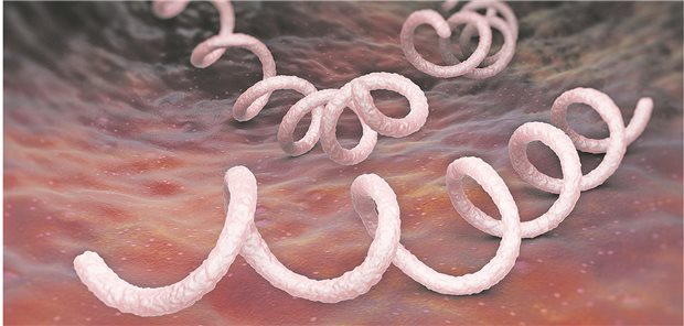 Treponema pallidum: Das Bakterium aus der Familie der Spirochäten ist die Ursache für Syphilis.&#xA;