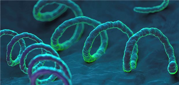 Treponema pallidum, Erreger der Syphilis: Die Inzidenz der sexuell übertragbaren Erkrankung hat unter italienischen HIV-Patienten in diesem Jahr zugenommen.