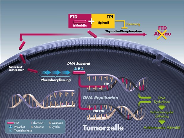 Trifluridin/Tipiracil führt über den Einbau von Trifluridin in die DNA der Tumorzelle zu einer Unterbrechung der Zellproliferation und bewirkt somit eine Hemmung des Tumorwachstums.