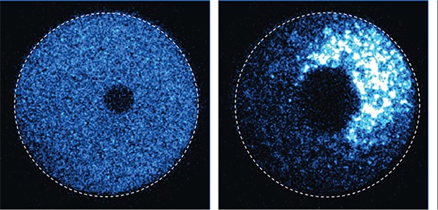 Neue Methode zum Proteinabbau Trim-Away zerstört ein fluoreszierendes Protein in einer Eizelle. Von links: Zelle vor dem Einschleusen von Antikörpern gegen das Protein sowie 10 Minuten später.