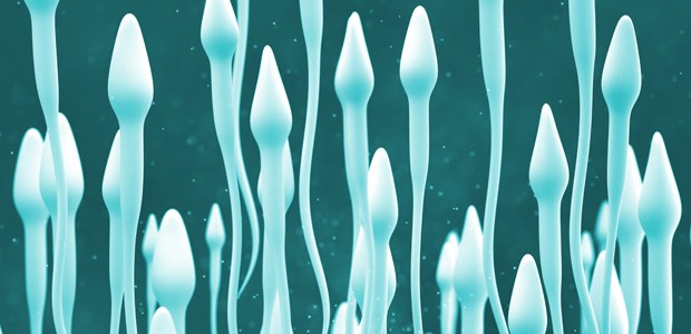 Sommerhitze setzt Spermien zu Tropische Hitze schadet der Qualität von Spermien, zeigt eine Studie.