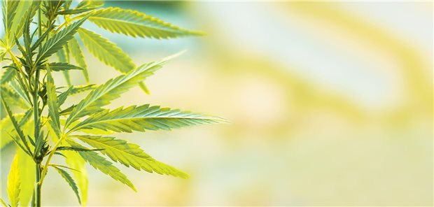 Eien Cannabispflanze