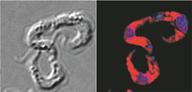 Mit einem Trick zum neuen Wirkstoff Trypanosomen in Durchlichtmikroskopie-Aufnahme (links) und in der Fluoreszenzmikroskopie (rechts). Rot angefärbt sind die Glykosomen, gegen die sich der Wirkstoff richtet, blau angefärbt die Parasiten-DNA.
