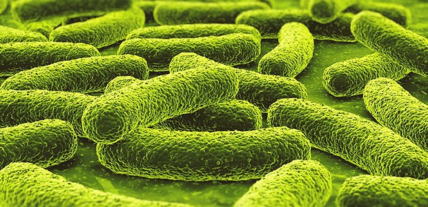 Der Fingerabdruck spart Kosten Tuberkulose-Erreger: Ein genetischer Fingerabdruck klärt Infektionsketten.