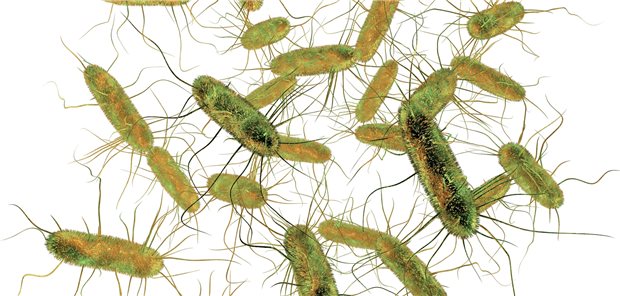 Typhus-Infektionen werden von einer Salmonellen-Art verursacht.