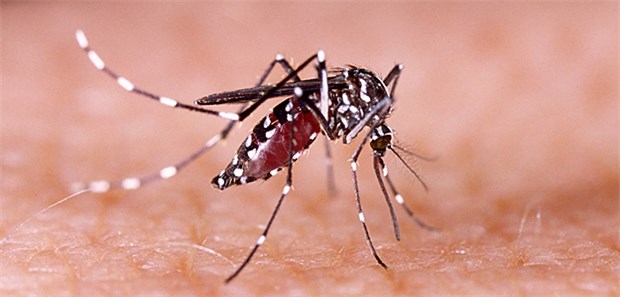 Zika-Infektion greift auch das Herz an US-Forscher raten nach jüngsten Studiendaten, auch auf Herzsymptome bei Patienten mit Zika-Infektion zu achten.
