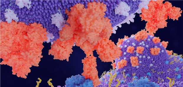 Über das Spike-Protein (rot) bindet SARS-CoV-2 an einen ACE2-Rezeptor (blau).