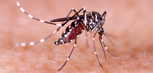 Experten fordern: Olympiade verlegen – WHO skeptisch Überträger des Zika-Virus: Ein Mosquito auf menschlicher Haut.