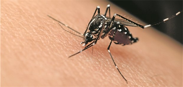 Zika-Ausbruch in Brasilien bald vorbei? Überträger des Zika-Virus ist die Gelbfiebermücke. Unklar ist, ob das Virus auch in anderen Tieren persistieren kann.