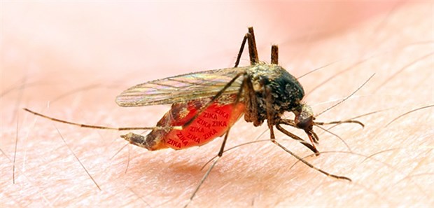 Forscher testen erfolgreich Zika-Impfstoffe Überträger des Zika-Viruses: Die Aedes-Mücke.