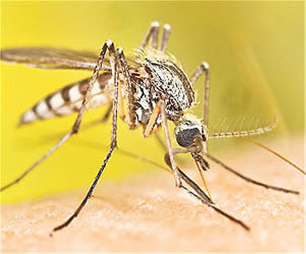 Dengue-Fieber kommt nach Deutschland Überträger von Dengue-Fieber: die Tigermücke Aedes albopictus.