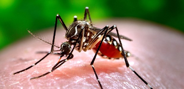 Angst vor Dengue-Fieber Überträger von Dengue-Viren: Aedes aegypti.