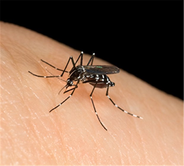 Denguefieber wurde fast 600 Mal eingeschleppt Überträger von Denguefieber: die Asiatische Tigermücke, Aedes albopictus.