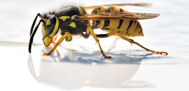 Pusten verboten! Ungern gesehener Gast am Kaffeetisch: Wespen sind nicht besonders aggressiv - dennoch sollten Kinder frühzeitig auf eine mögliche Insektengiftallergie getestet werden.