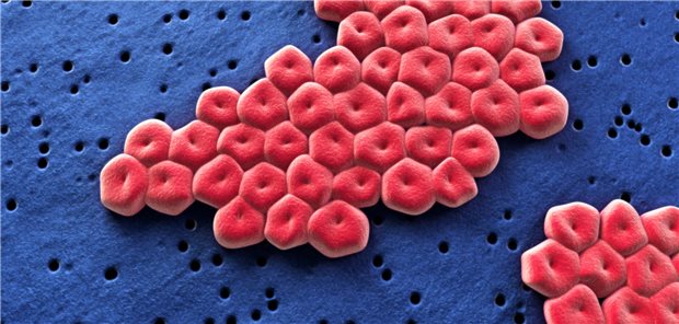Acinetobacter baumannii in schematischer Darstellung