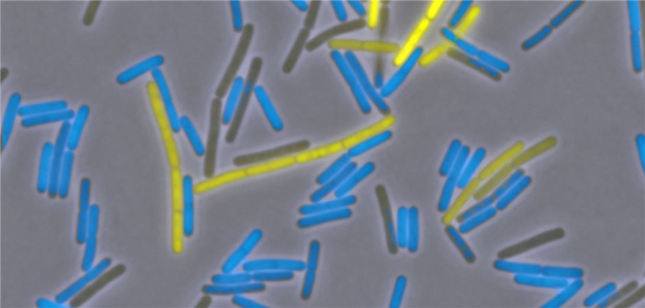 Bacillus subtilis ist Mikrobe des Jahres 2023