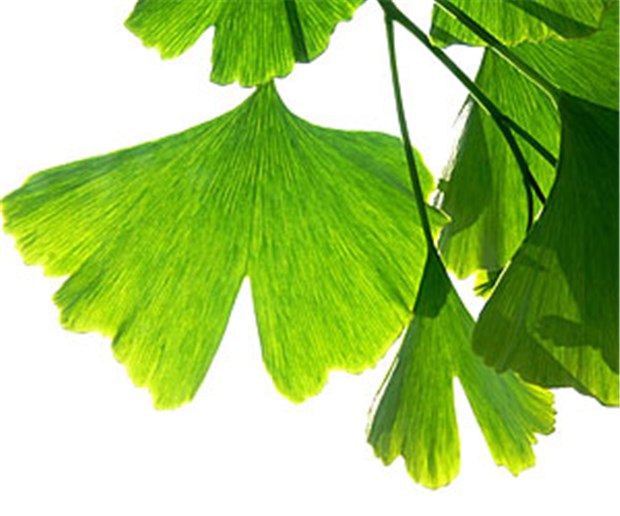 Ginkgo und Epilepsie: Neue Diskussionen, aber keine neuen Erkenntnisse Unverwechselbar: Blätter des Ginkgo-Baumes. © Marina Lohrbach / fotolia.com