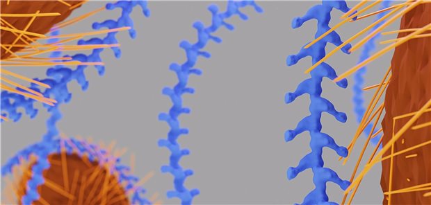 Wie Uromodulin vor Harnwegsinfekten schützt Uromodulin-Filamente (blau) umhüllen ein E.coli-Bakterium und verhindern so, dass der Erreger mit seinen Pili an die Zellwände im Harntrakt andockt.
