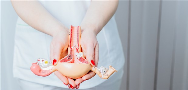 Uterus von gestorbener Spenderin transplantiert Uterus mit Ovarien im Modell: Mit der Transplantation können Frauen versorgt werden, die seit Geburt keine Gebärmutter haben (Mayer-Rokitansky-Küster-Hauser-Syndrom).