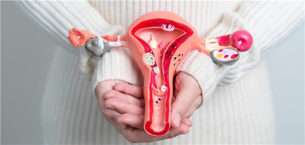 Uterus und Ovarien im Fokus