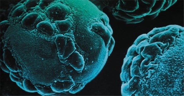 Herpes-Viren haben eine weit verzweigte Großfamilie Varizella-Zoster-Viren gehören zu den Alphavirinae.