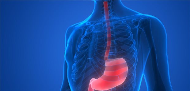 Schematische Darstellung der Leber.