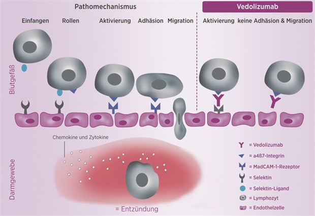 Vedolizumab blockiert das Integrin-47 auf den T-Lymphozyten, verhindert so deren Adhäsion an die Endothelzellen und die Migration in das Darmgewebe. Der Entzündungsprozess wird damit gehemmt.