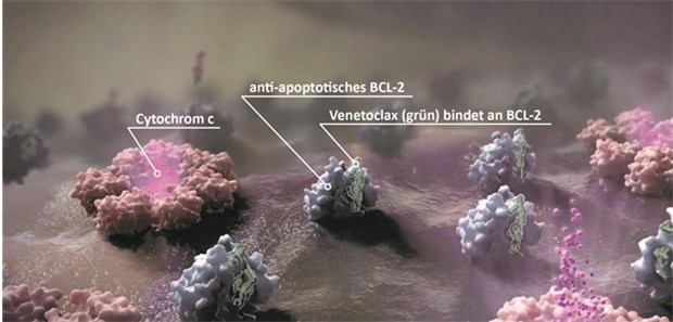Venetoclax bindet selektiv an die Bindungsfurche BH3 des anti-apoptotisch wirksamen B-Zell-Lymphom-2-Proteins (BCL-2) in CLL-Zellen. Infolgedessen kann der programmierte Zelltod der Tumorzellen wieder ausgelöst werden