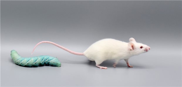 Vergleich: Larven von Manduca sexta und eine Labormaus.