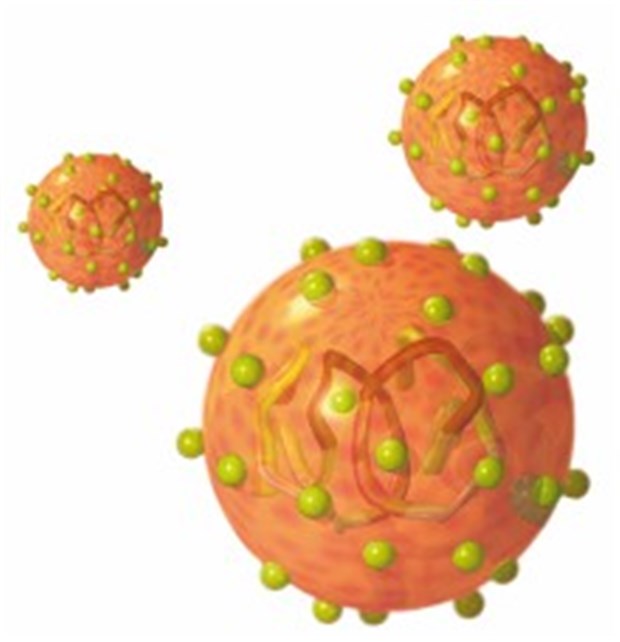 Erfolg für Proteasehemmer bei chronischer Hepatitis C Vermehren sich in Hepatozyten: Hepatitis-C-Viren.
